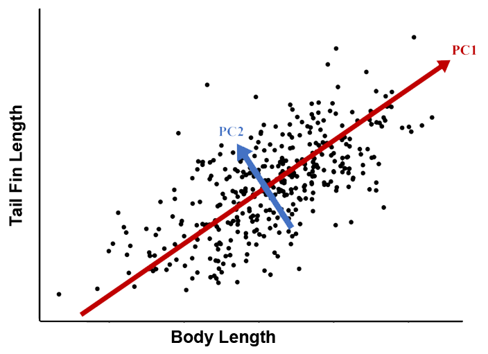 PCA of fish size